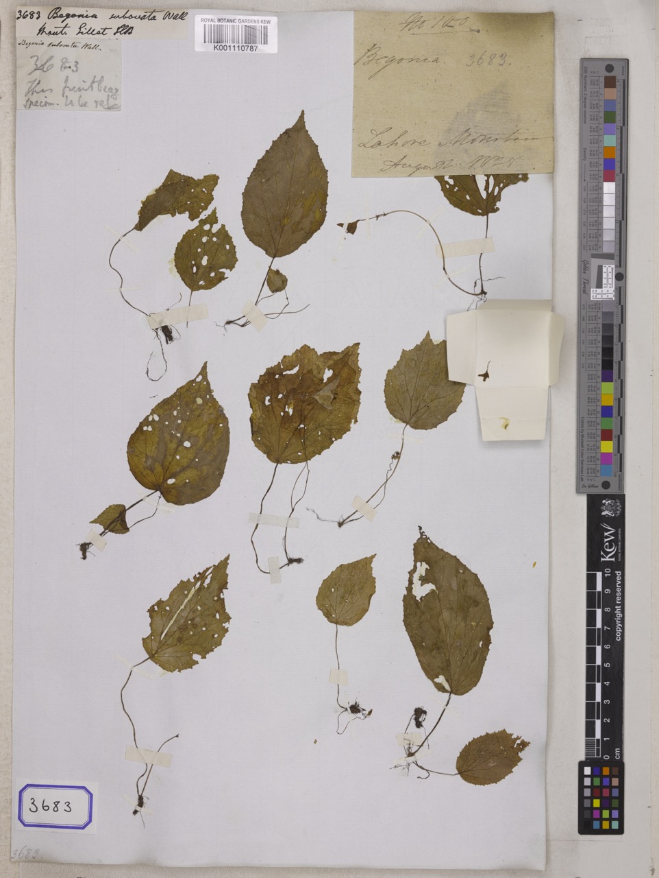 B. ovatifolia var. ovatifolia